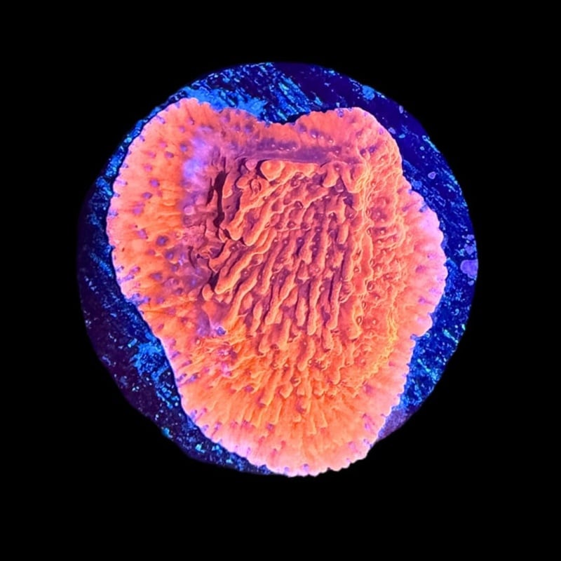 Tofu's Tanks Red Cap Montipora Coral Frag