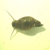 Bladder Snails (Physa fontinalis) 20PCS (EU/UK)
