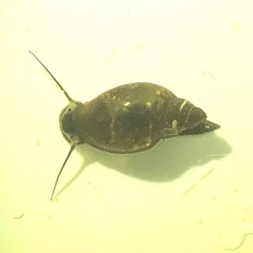 Bladder Snails (Physa fontinalis) 20PCS (EU/UK)