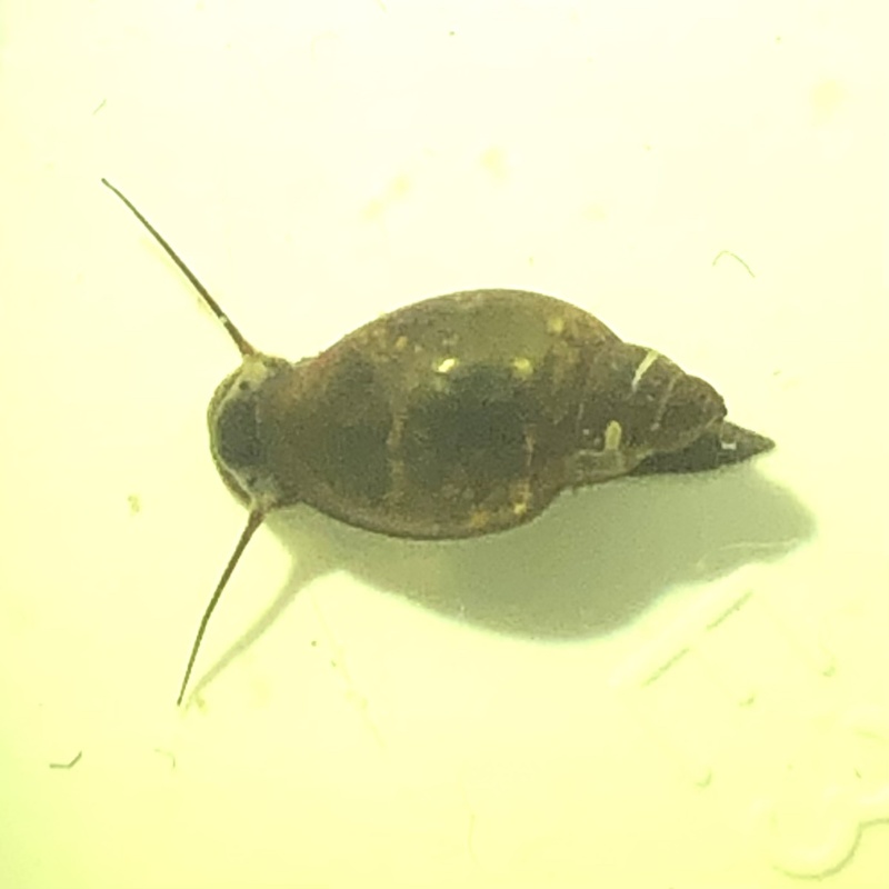 Bladder Snails (Physa fontinalis) 20PCS (EU/UK)