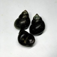 8 trap door snails