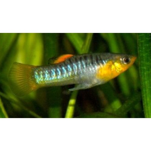 Limia tridens