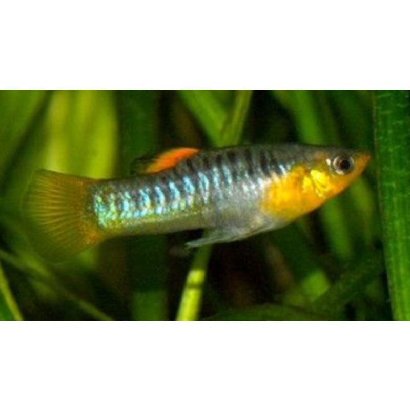 Limia tridens