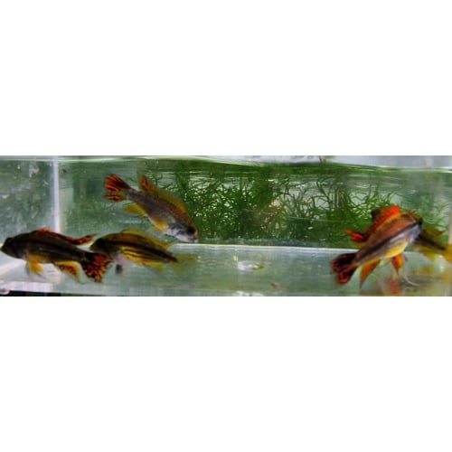 Young pair Apistogramma cacatuoides triple red
