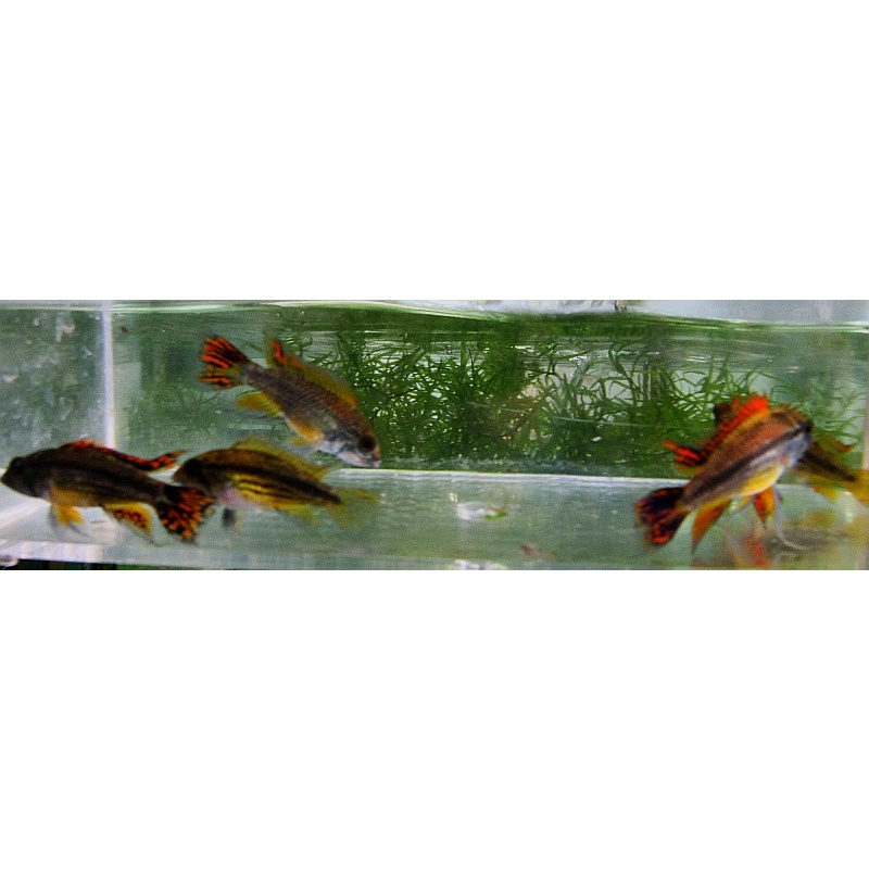 Young pair Apistogramma cacatuoides triple red