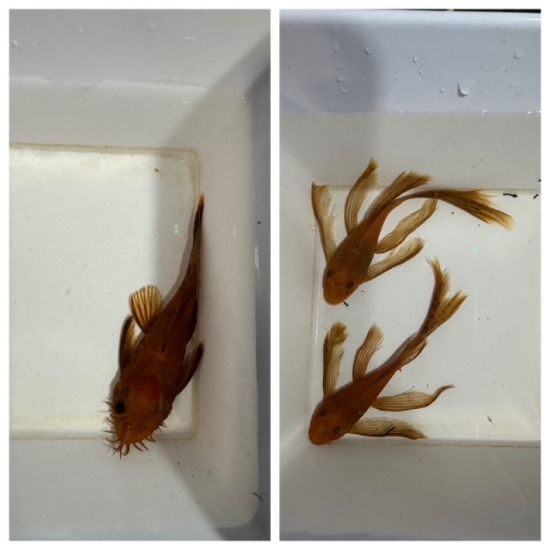 Fish Room Closeout! Tons of plecos available
