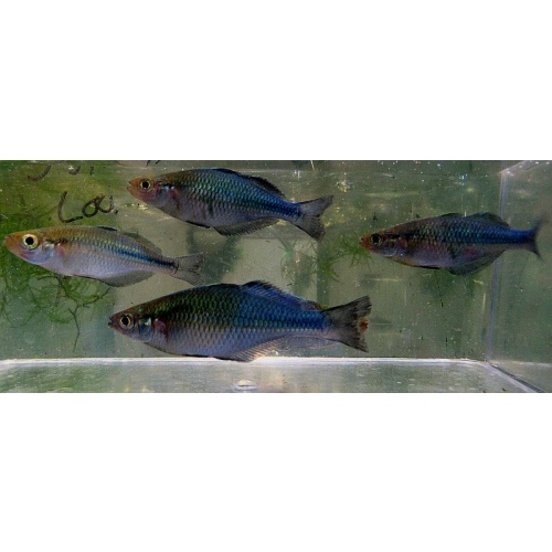 4 turquoise rainbows