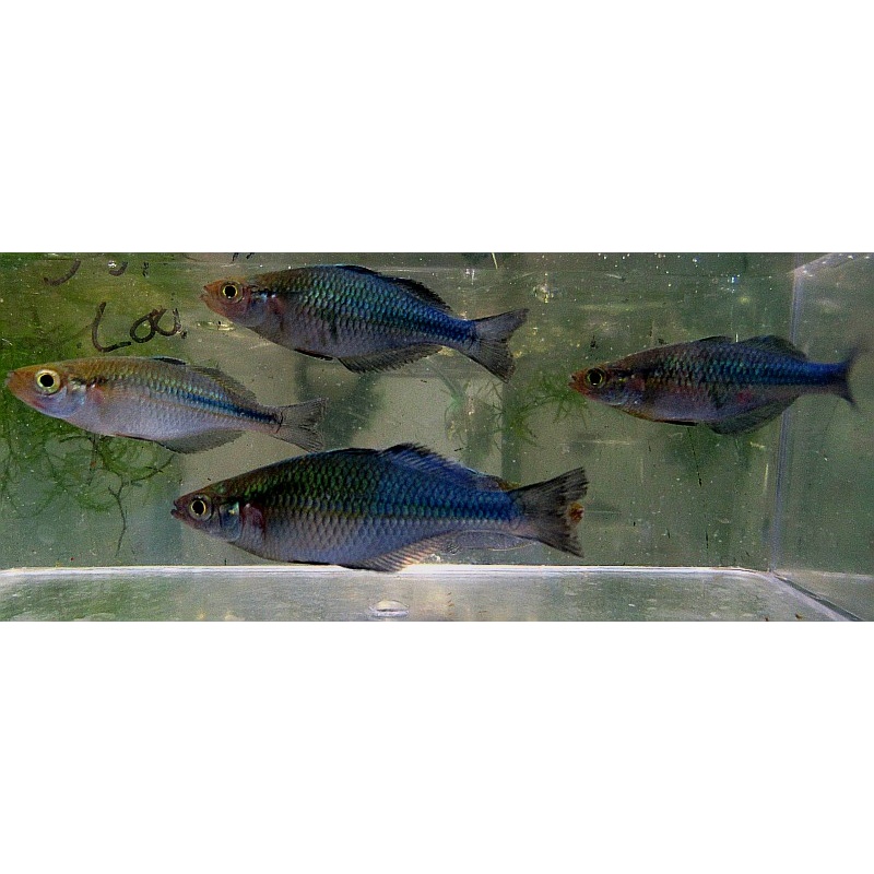 4 turquoise rainbows