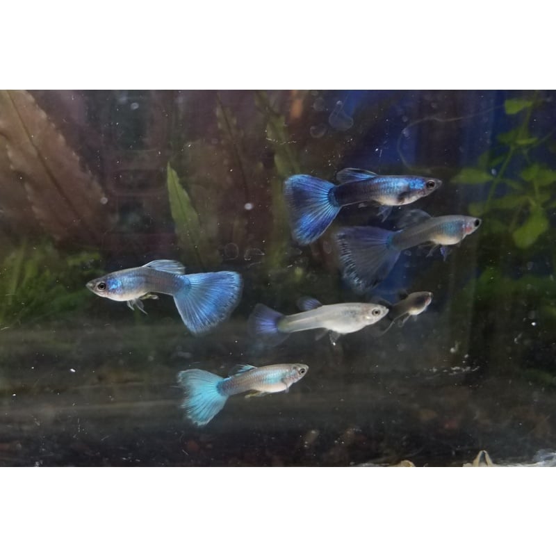 12x  Assorted Male Moscow Guppy Pack - FREE SHIPPING