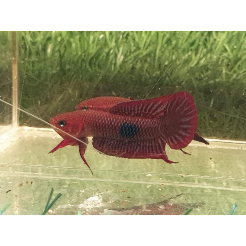 protect from extinction wild betta uberis pair