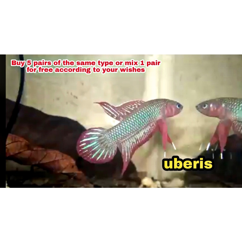 protect from extinction wild betta uberis pair