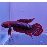 protect from extinction wild betta uberis pair