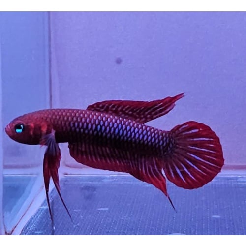 protect from extinction wild betta uberis pair