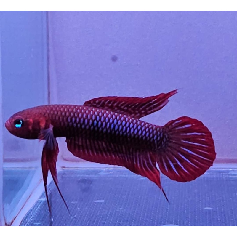 protect from extinction wild betta uberis pair