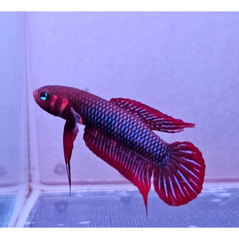 protect from extinction wild betta uberis pair