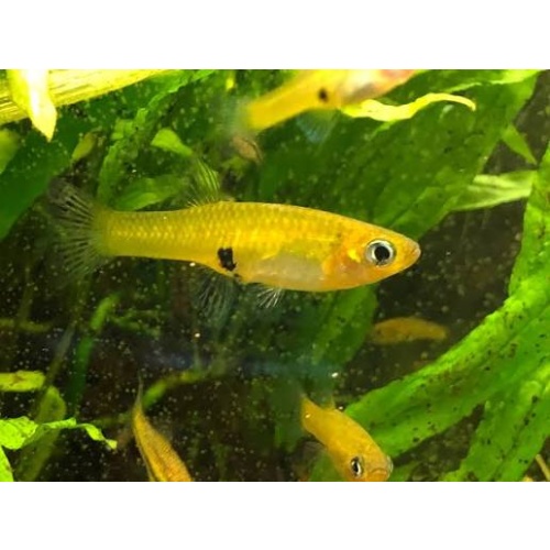 Girardinus uninotatus Arroyo Norte Laz Terrazas