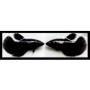 FEMALE HALFMOON SUPER BLACK!! #1 (Shipping Cost Included In Price)