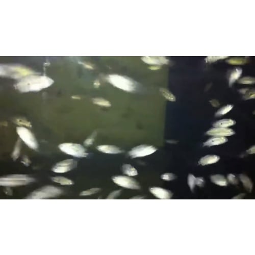 FRY GB KAMFA F2 MINIMUM 50 fry = 60 USD