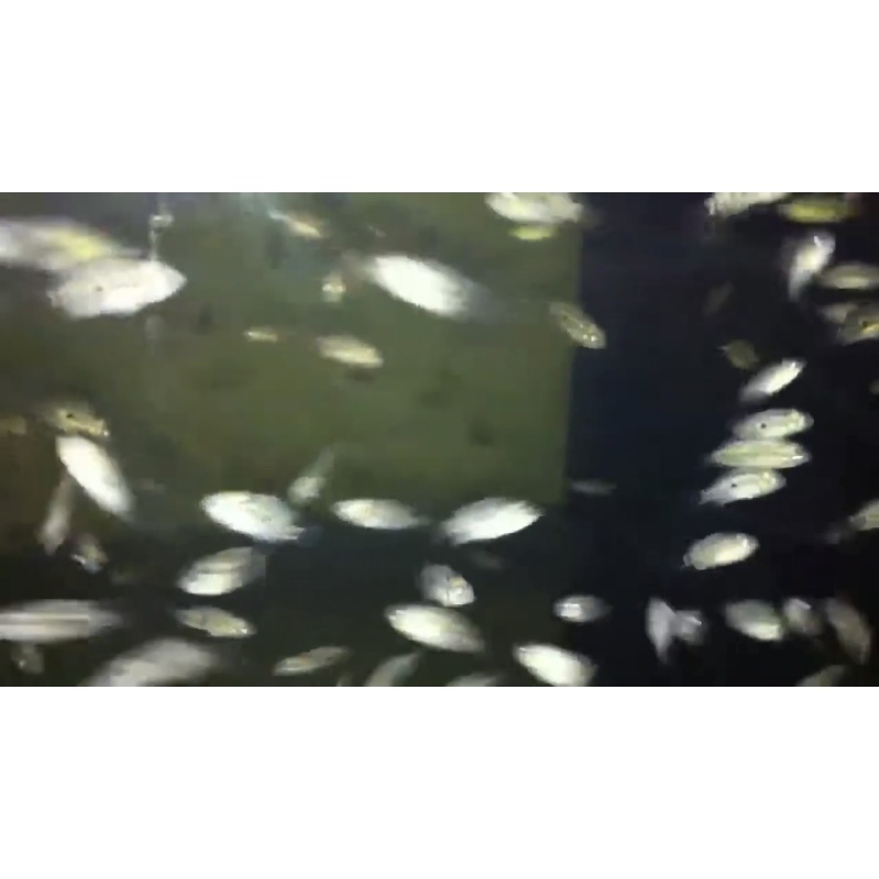 FRY GB KAMFA F2 MINIMUM 50 fry = 60 USD