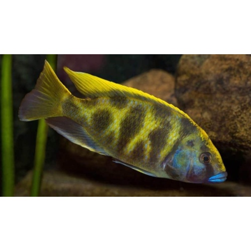 4 hap venustus