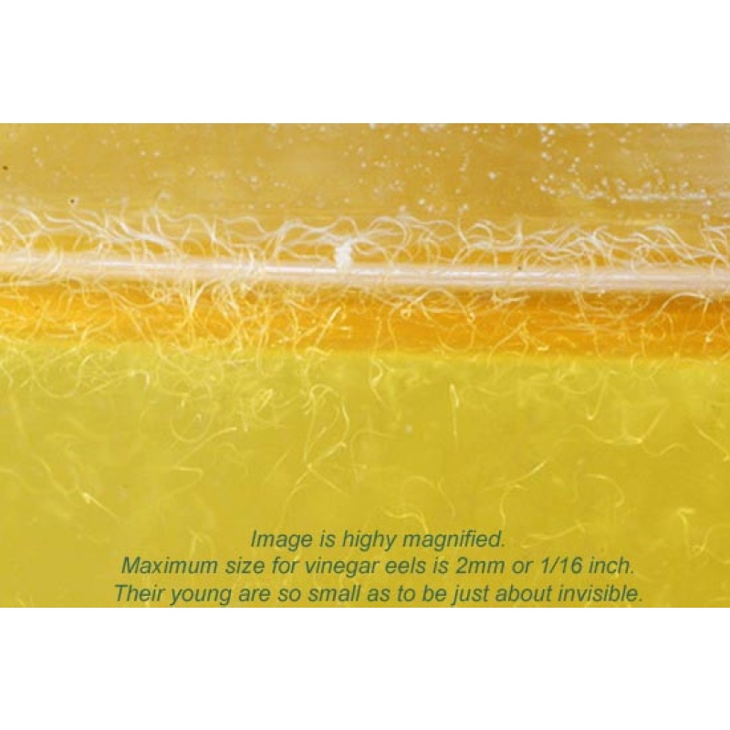 Four Large 2oz Starters -  Micro, Banana, Walter Worms, and Vinegar Eels - Includes Yeast & Pipettes.  Thorough Instructions Included With Purchase.