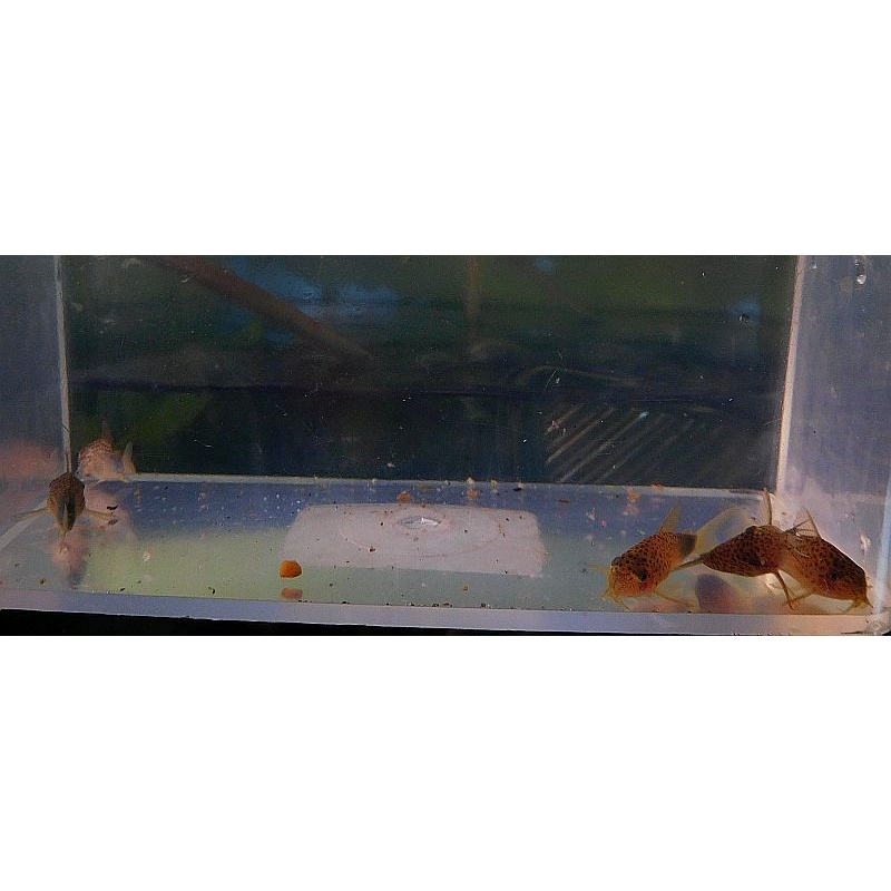 4 tank raised violetta corys