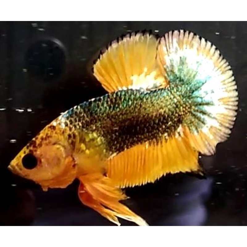 Yellow FCCP Fancy Copper (YFCCP2)