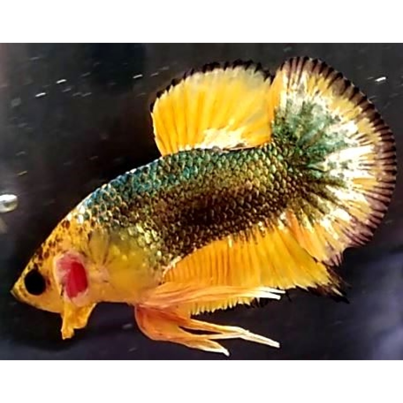 Yellow FCCP Fancy Copper (YFCCP2)