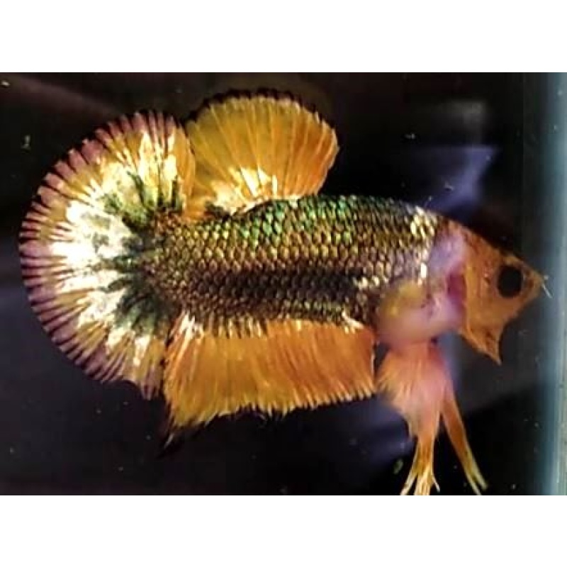 Yellow FCCP Fancy Copper (YFCCP2)