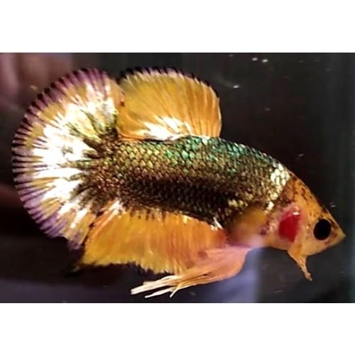 Yellow FCCP Fancy Copper (YFCCP2)