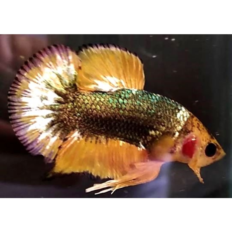 Yellow FCCP Fancy Copper (YFCCP2)