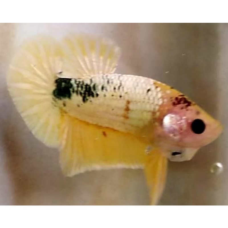 YELLOW FCCP!! #1 (Shipping Cost Included on Price)