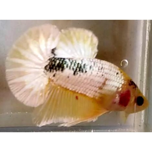 Yellow FCCP Fancy Copper (YFCCP1)