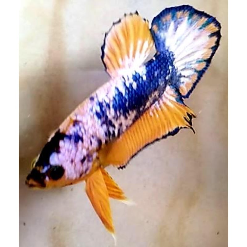 YELLOW FANCY!! #1 (Shipping Cost Included on Price)