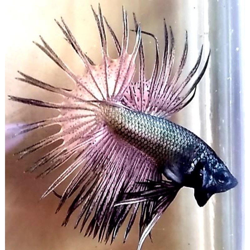 Crowntail Copper Premium!! #1 (Shipping Cost Included on Price)