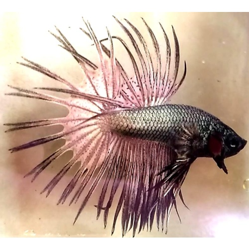 Crowntail Copper Premium!! #1 (Shipping Cost Included on Price)