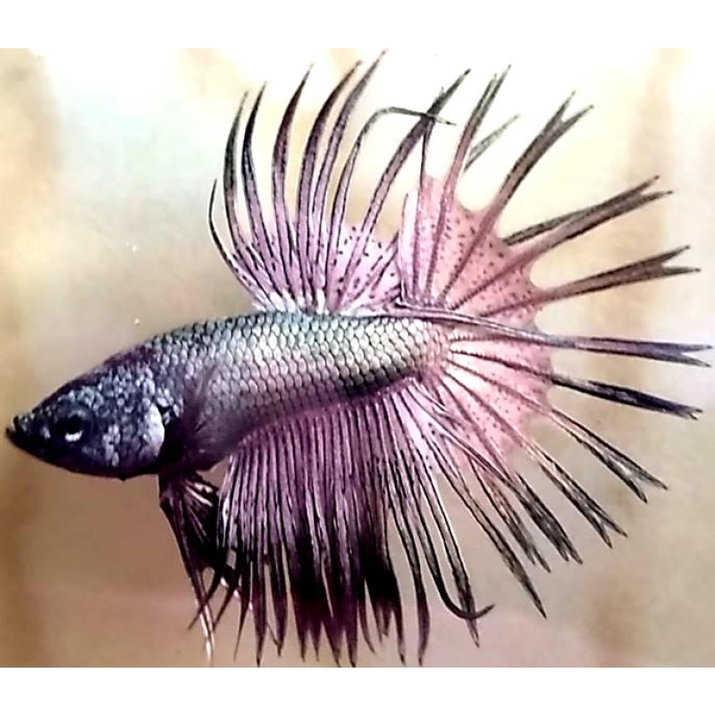 Crowntail Copper Premium!! #1 (Shipping Cost Included on Price)