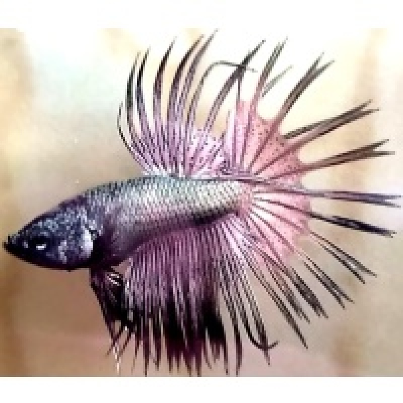 Crowntail Copper Premium!! #1  (Shipping Cost Included in Price)