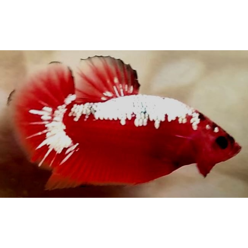 Red Samurai Copper!! #1 (Shipping Cost Included on Price)