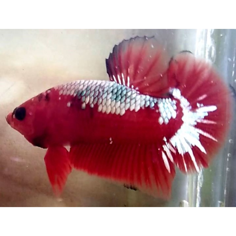 Red Samurai Copper!! #1 (Shipping Cost Included in Price)