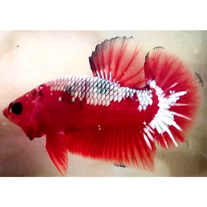 Red Samurai Copper!! #1 (Shipping Cost Included in Price)