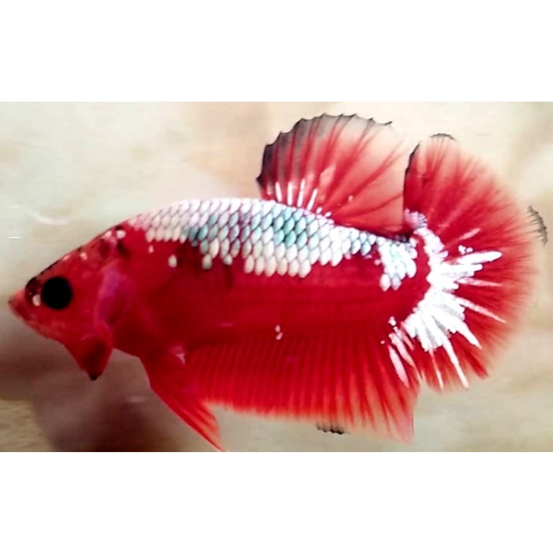 Red Samurai Copper!! #1 (Shipping Cost Included on Price)