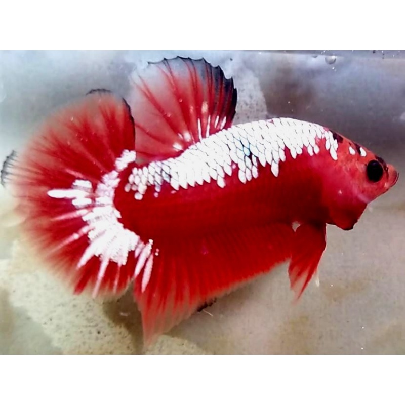 Red Samurai Copper (RSC1)