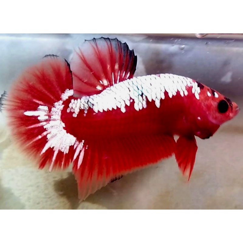 Red Samurai Copper (RSC1)