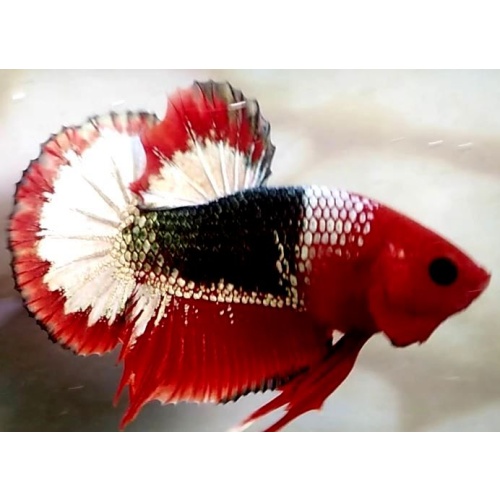 RedHead Fancy Copper Army (RHFCCPA1)