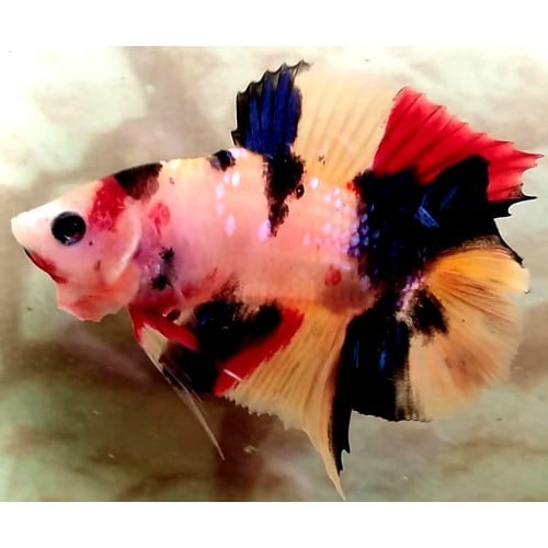 Black Orange Koi Doubletail  (PKDTBOK1)