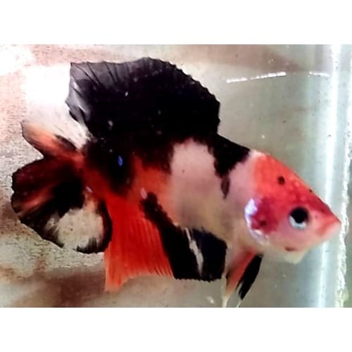Black Orange Koi Doubletail  (PKDTBOK2)