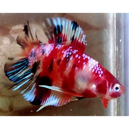 Doubletail Galaxy Koi  (PKDTGK1)
