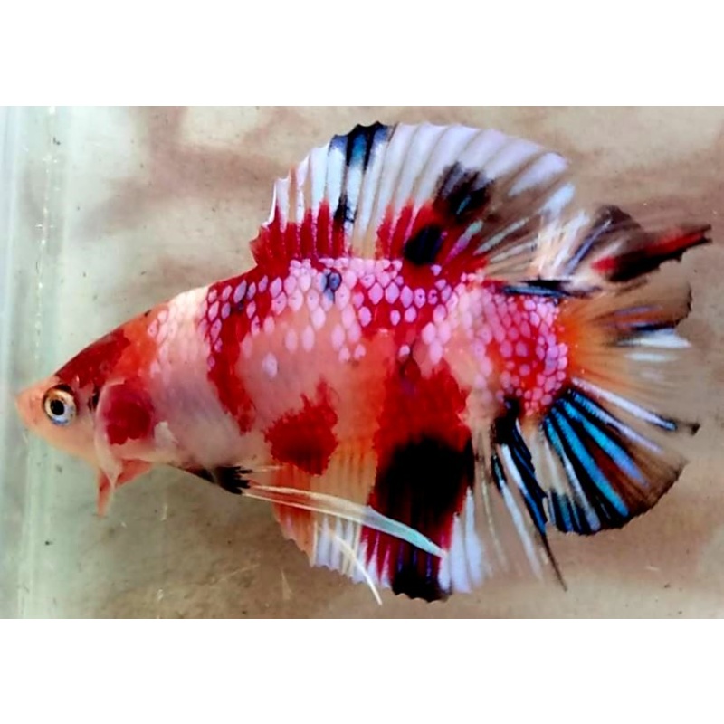 Doubletail Galaxy Koi  (PKDTGK1)