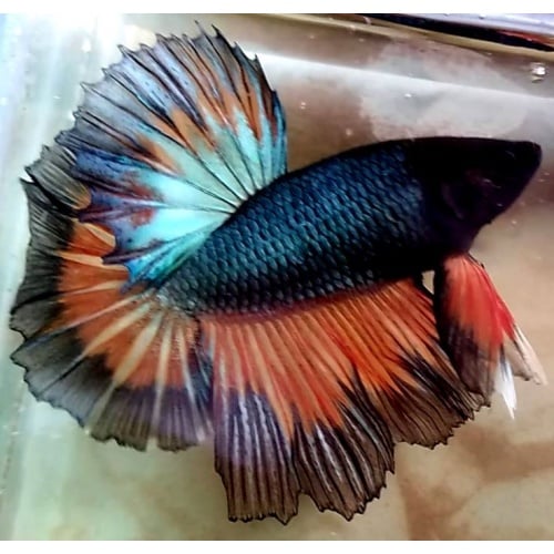 Halfmoon Rosetail Fancy Brown Black (HMRTFBB1)